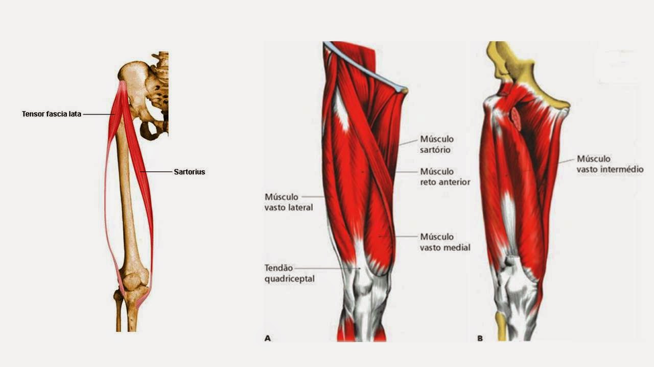 Tensor g3. Напрягатель широкой фасции m. tensor fasciae latae. m.tensor fascia lata и m.sartorius. m tensor fasciae latae начало. musculus tensor fasciae latae.