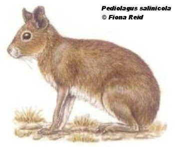 Conejo del palo Pediolagus salinicola