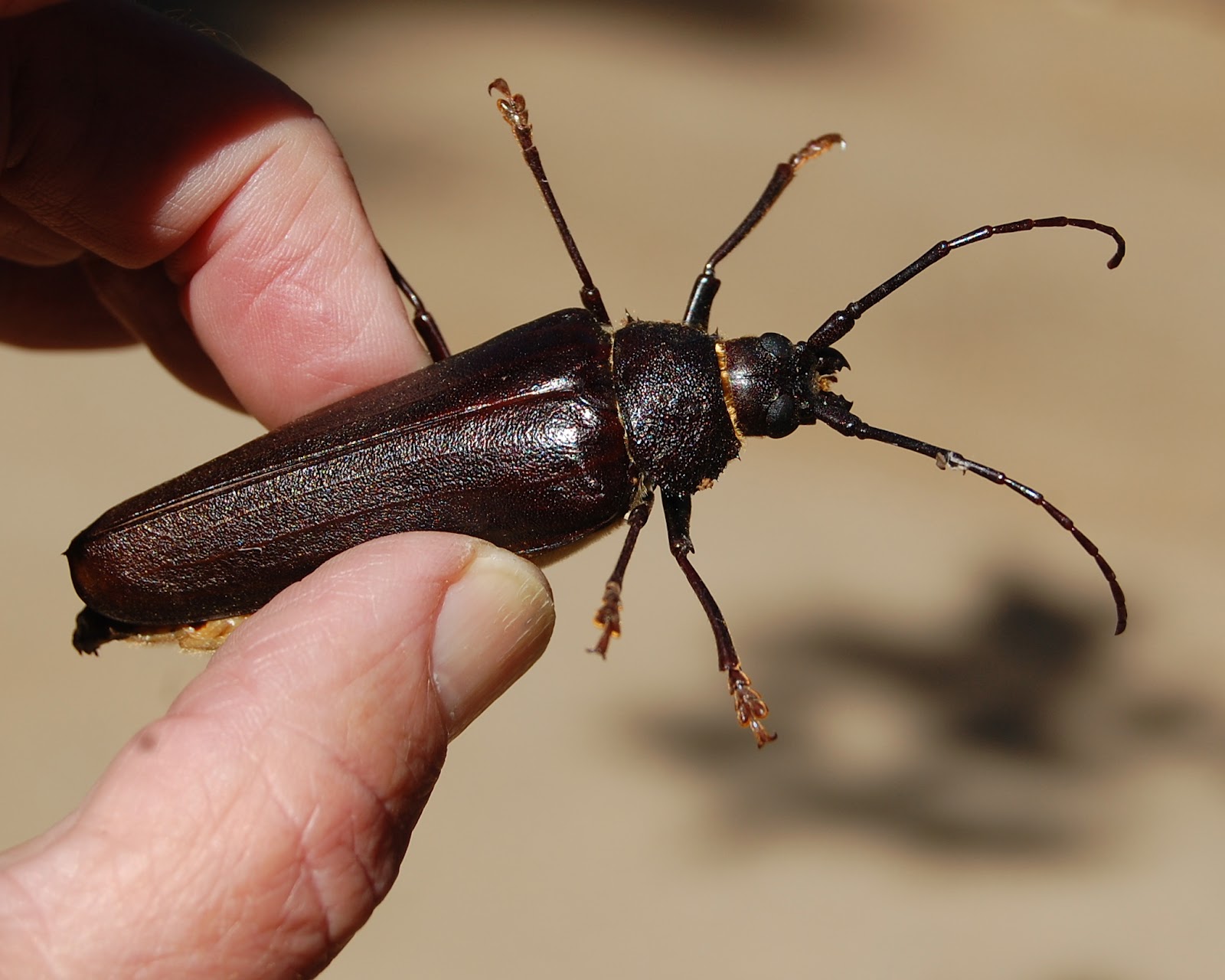 blackoaknaturalist Bugs of the Day