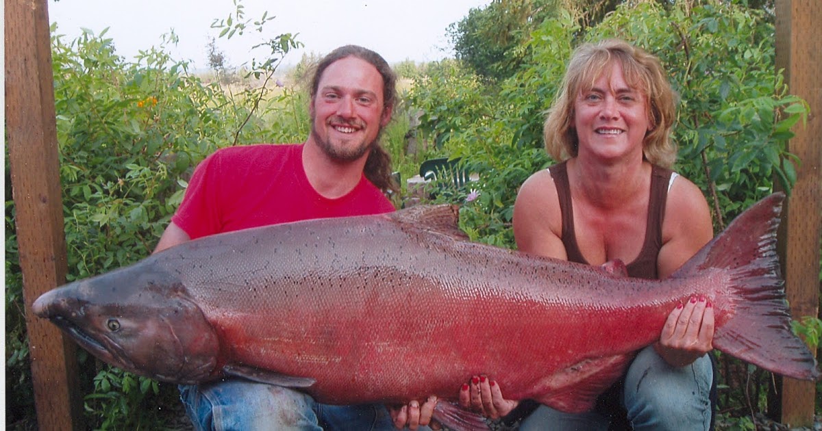 International Fishing News VIDEO World's Biggest King Salmon Ever Caught