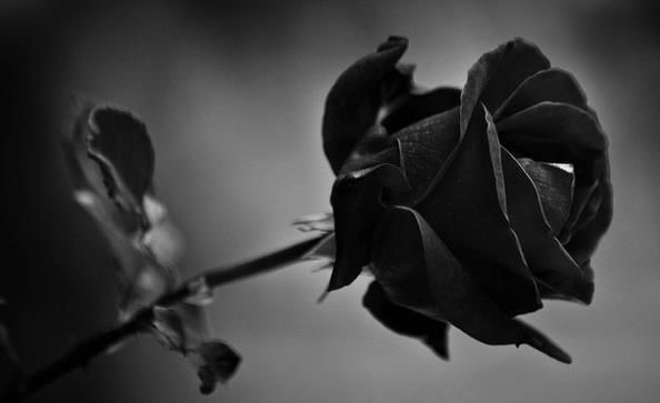                   Black Rose Photography