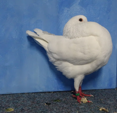 pouter pigeon breeds