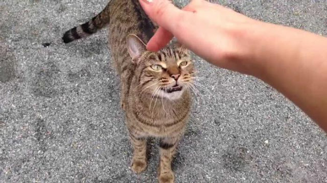 Tolong Share, Jangan Semena-mena, Tahukah Jika Didekati Kucing Ada 3 Pertanda dari Allah?