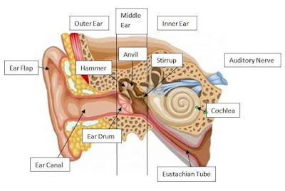 Ear Diagram with Label