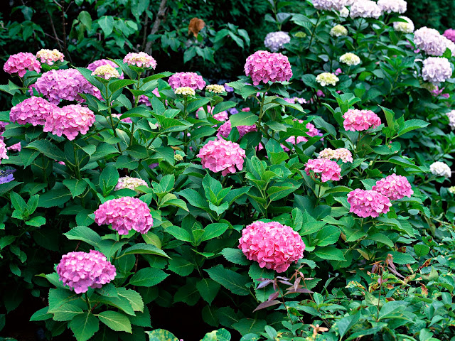 Znext: Japanese wallpaper HD