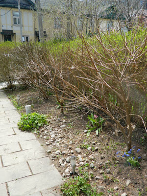 Summerhill Toronto spring garden cleanup after by Paul Jung Gardening Services