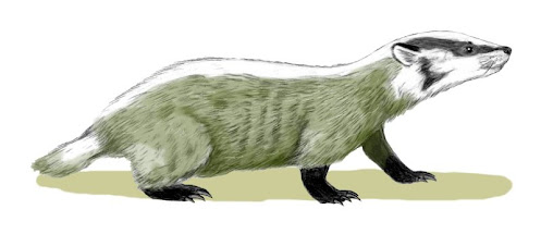 mustelidae fosil Chamitataxus