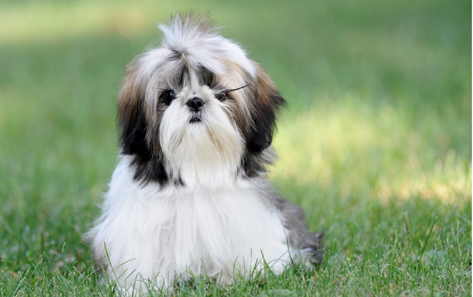 Ши ц. Собачка ши тцу. Ши-тцу. Ши тцу длинношерстные. Ши-тцу.