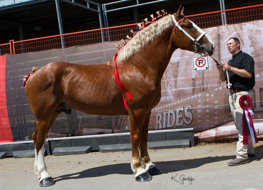 2015 Calgary Stampede Champion Stallion
