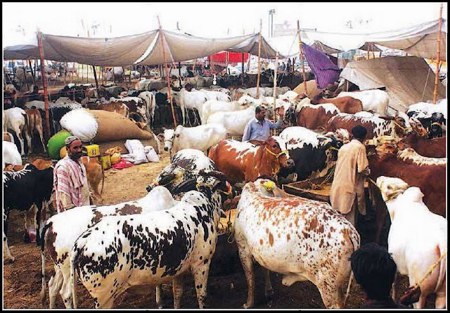 cow mandi karachi 2014 rates,  cow mandi karachi 2014 video,  cow mandi karachi 2015,  cow mandi karachi dailymotion,  cow mandi karachi facebook,  cow mandi lahore,  cow mandi lahore 2015,  cow mandi lahore 2015,  cow mandi lahore 2015 facebook,  cow mandi lahore 2014,  cow mandi lahore 2015,  cow mandi lasania,  cow mandi latest news,  cow mandi live,  cow mandi live 2015,  cow mandi local,  cow mandi malir 2015,  cow mandi malir 2015,  cow mandi map,  cow mandi movie,  cow mandi movie 2015 karachi,  cow mandi movie 2015,  cow mandi multan,  cow mandi multan 2015,  cow mandi multan 2015,  cow mandi multan 2015,  cow mandi news,  cow mandi news 2015,  cow mandi news 2015 karachi,  cow mandi news 2015,  cow mandi october 2015,  cow mandi of 2015,  cow mandi of 2015 in karachi,  cow mandi of 2015,  cow mandi of karachi,  cow mandi of karachi 2015,  cow mandi olx,  cow mandi on dailymotion,  cow mandi on facebook,  cow mandi online,  cow mandi pakistan 2015,  cow mandi pic,  cow mandi pic.com,  cow mandi pics 2015 karachi,  cow mandi pics 2015,  cow mandi pics 2014,  cow mandi pictures,  cow mandi pictures 2015,  cow mandi prices in karachi 2015,  