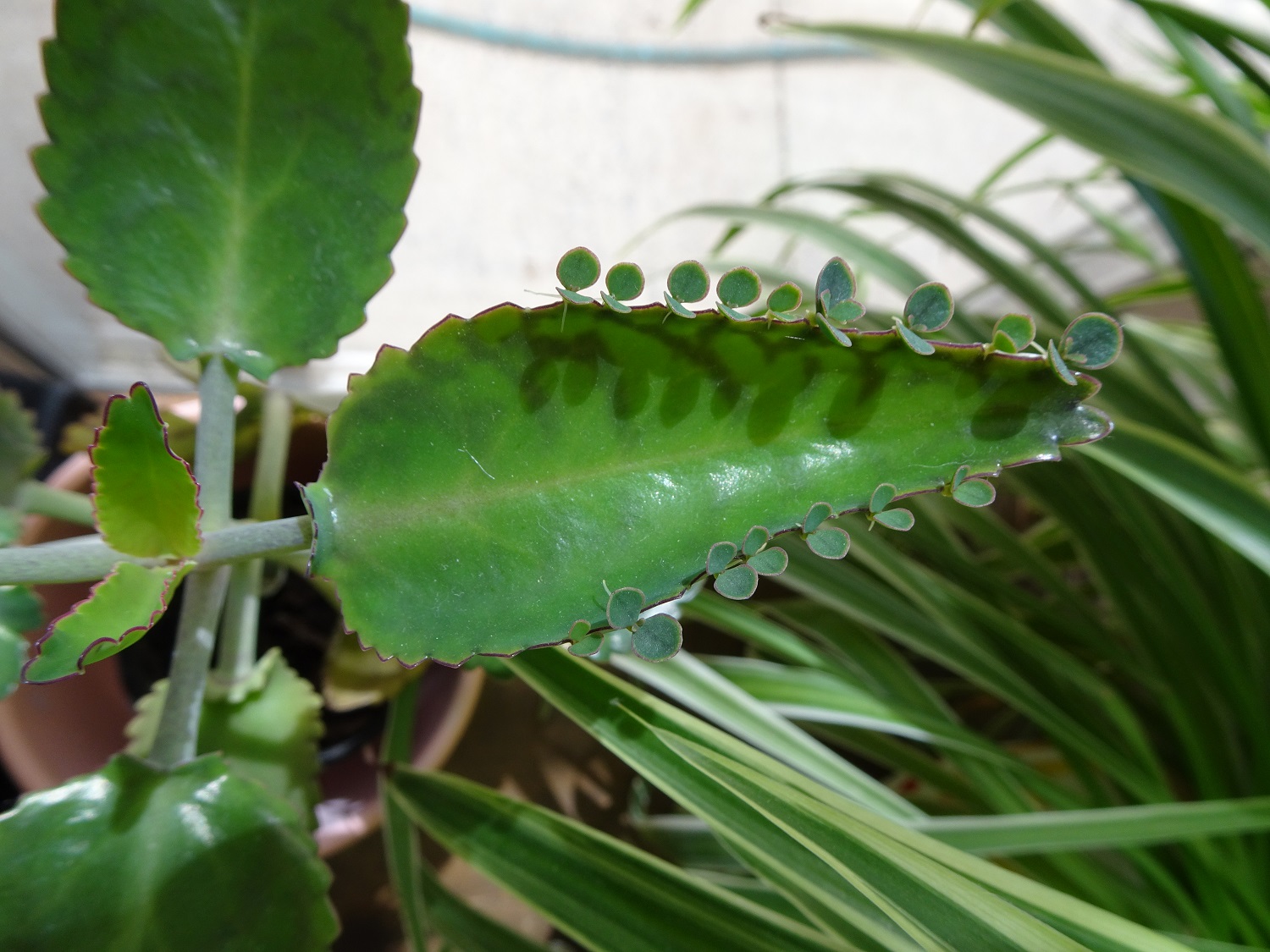 Vireya's Blog Baby Plants