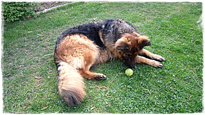 margits bastelstube Glücklicher Hund