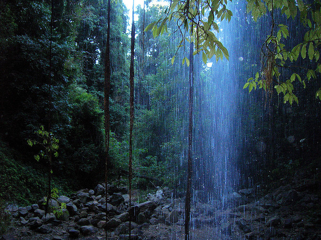 Patrimonio de la Humanidad Bosques húmedos Gondwana de Australia 1986