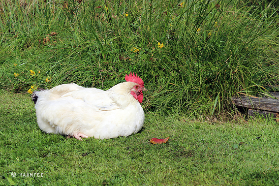 Raumfee Page 39 Chan 6647220 Rssing Com