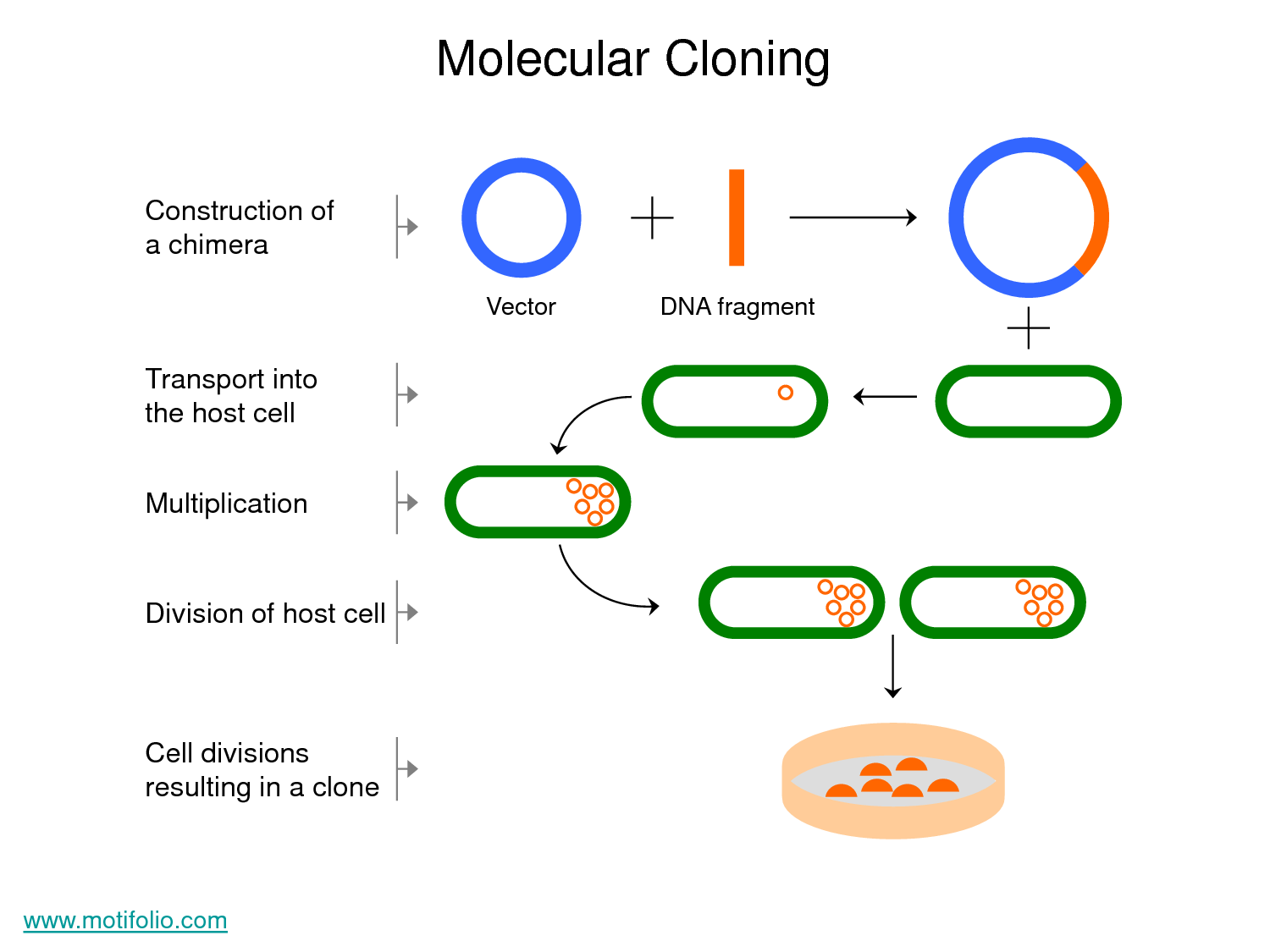 Клонирование плазмиды