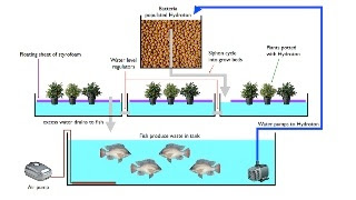 How Aquaponics Can Save The World Aquaponics System