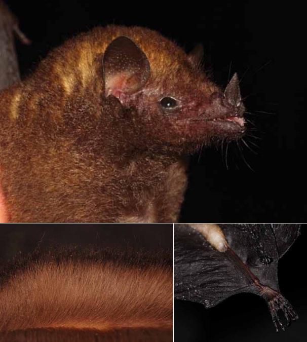 Species New to Science [Mammalogy • 2012] Dryadonycteris capixaba