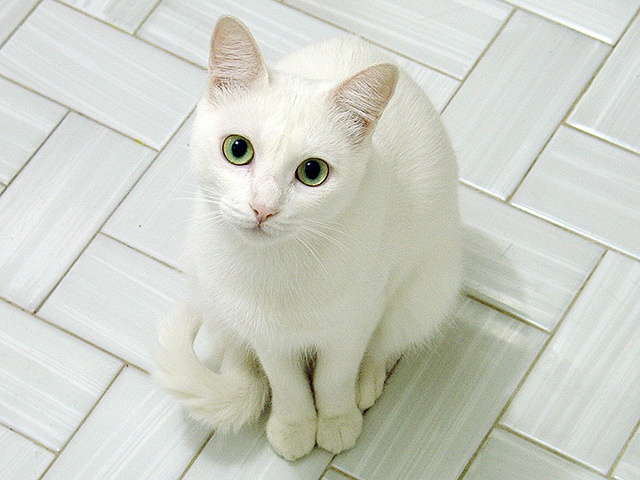 Picturessss: beautiful cats
