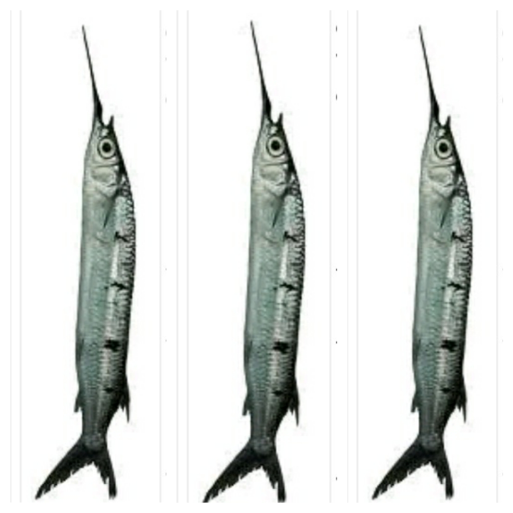 CARA UNIK MANCING IKAN - BAGI2INFO