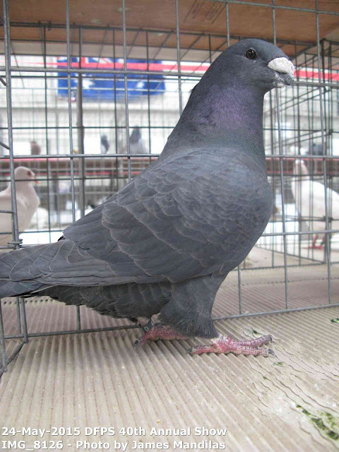 racer pigeons - homer pigeons - Show Racer Americain