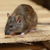 Medidas preventivas para evitar el contagio de enfermedades transmitidas por los roedores