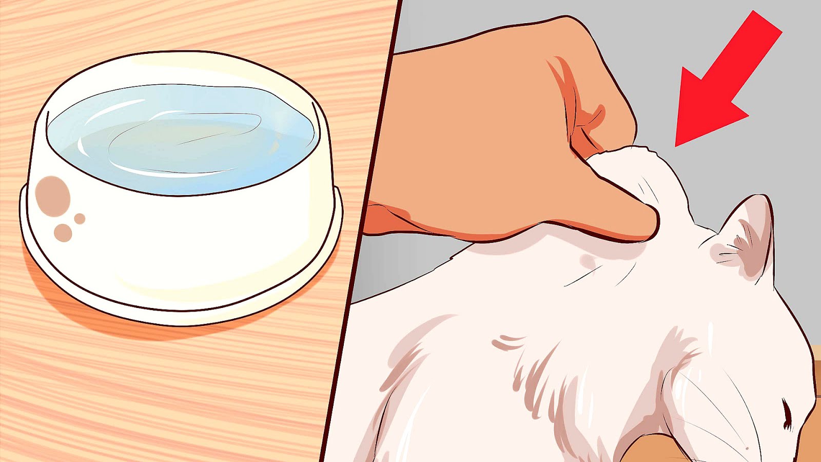 Home Remedies For Cat Diarrhea Cat Choices