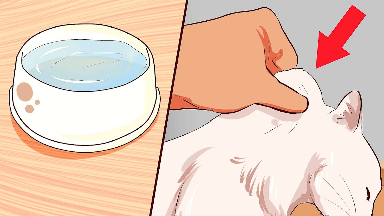 Home Remedies For Cat Diarrhea Cat Choices