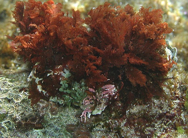 meilankiky Manfaat Rumput Laut Seaweed untuk Ibu Hamil