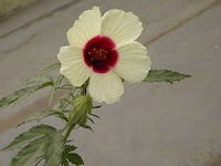 Edible Flower List - Hibiscus