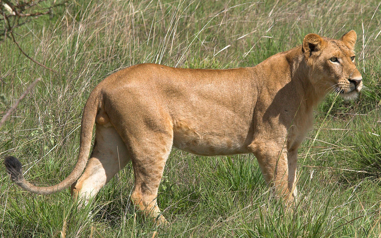 The African Lion King Of Animals Facts & New Photos The Wildlife