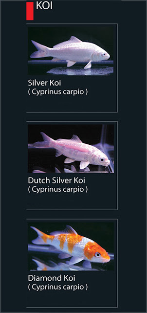1. Silver koi  Nama Latin Cyprinus carpio  2. Dutch Silver koi  Nama Latin Cyprinus carpio  3. Diamond Koi  Nama Latin Cyprinus carpio  