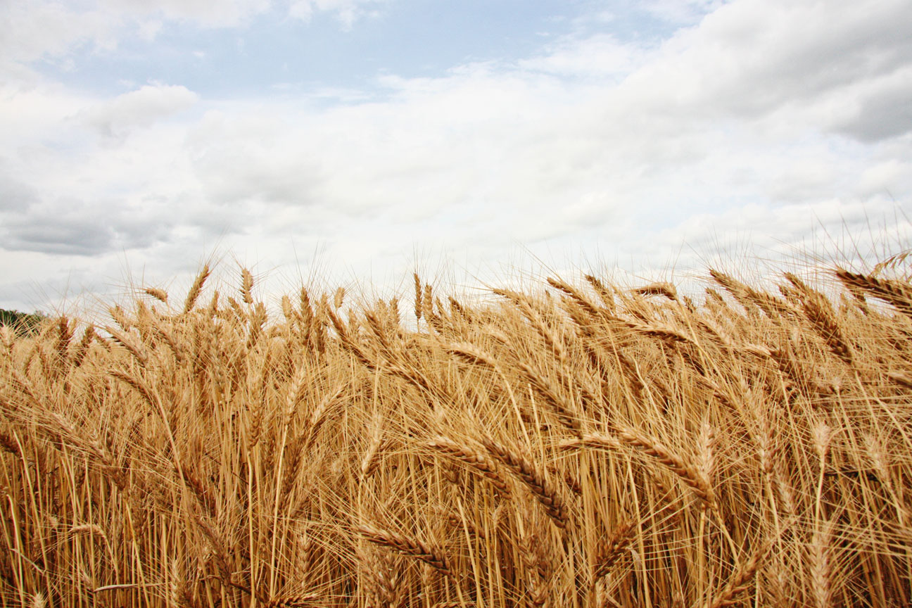 <b>Wheat</b> <b>Harvest</b> 2011