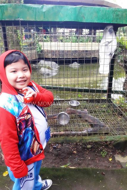 Animal Farm, Tagaytay Highlands, Summer Garden, animals, educational field trip