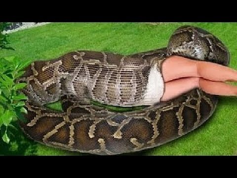 54-year-old Indonesian woman swallowed by giant python