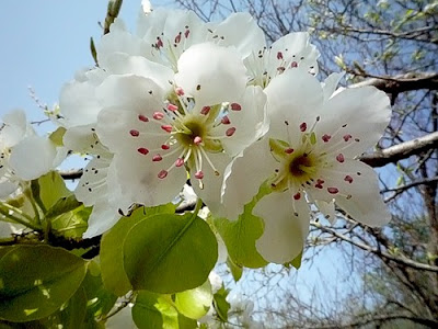 imagen primavera+flores
