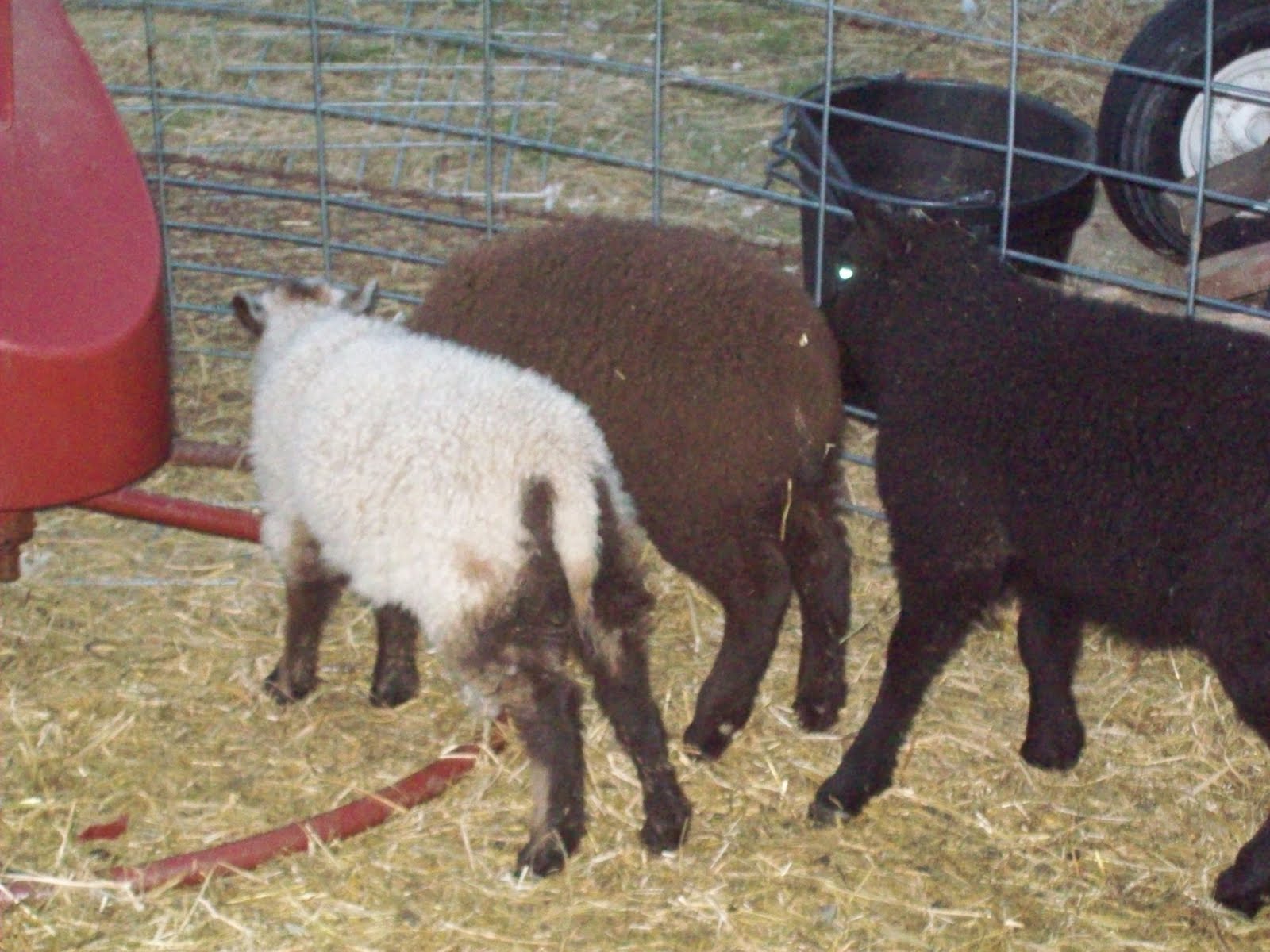 Psalm23Farm Lamb and kid pictures