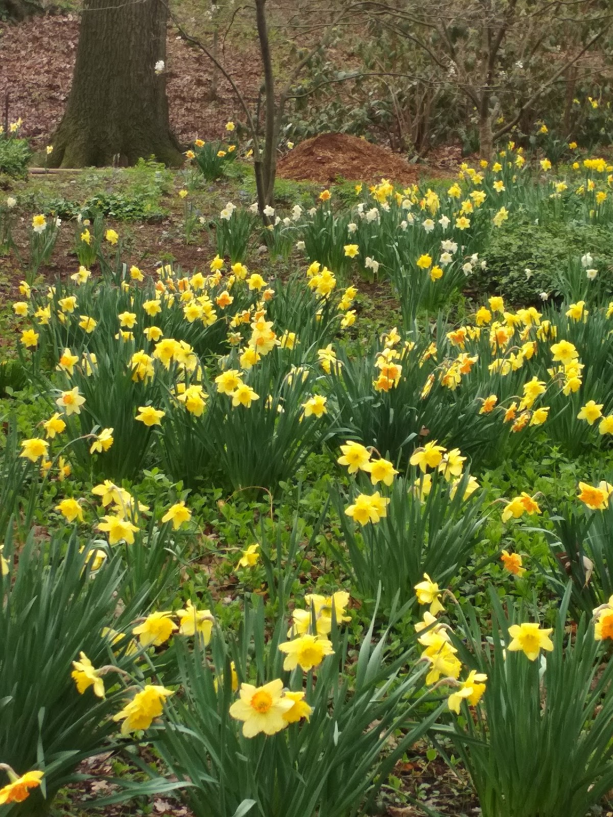 CHINAR SHADE SPRING TIME IN NEW YORK AND MY POETIC FEELINGS
