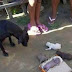 Cadela dá luz a “cachorro humano” e choca população