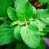 only 5 Tulsi leaf will reduce the weight of the magic! 313 Words article