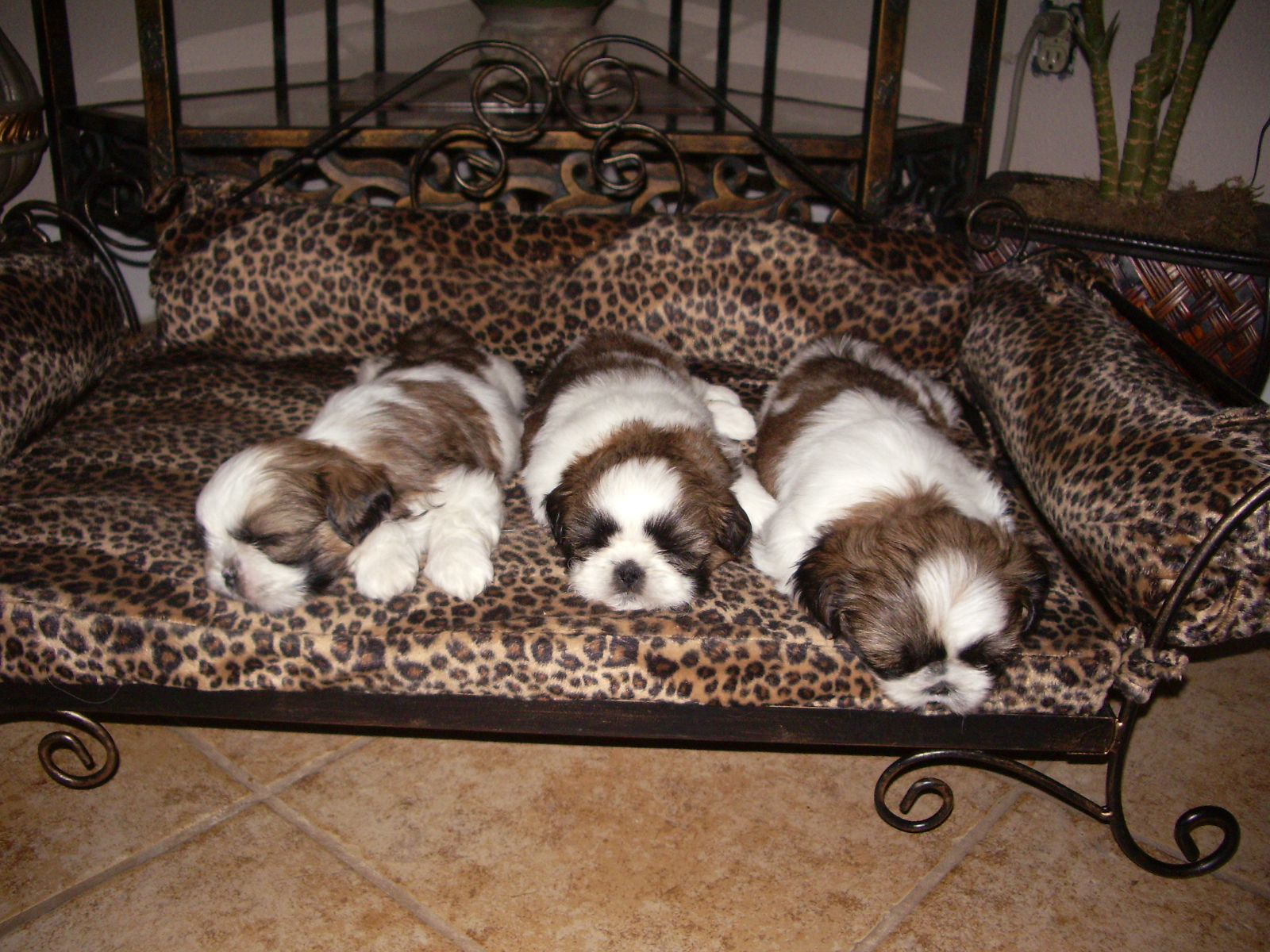 Amitzu Shih Tzu Training Your Shih Tzu