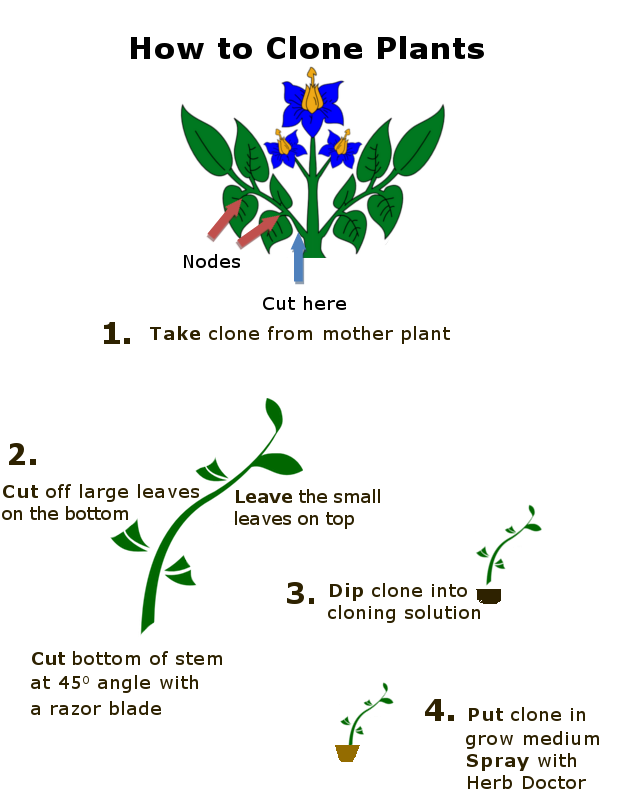 Linfei's Bio Blog: How about plants?