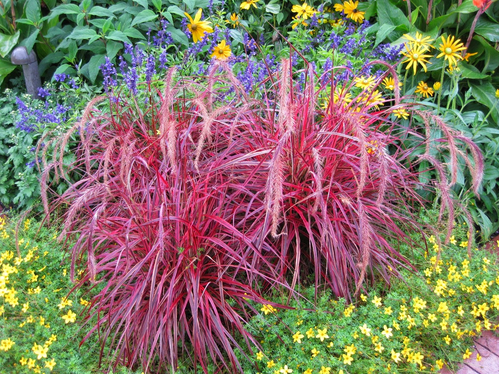 PlantWerkz Red Fountain Grass Pennisetum Rubrum