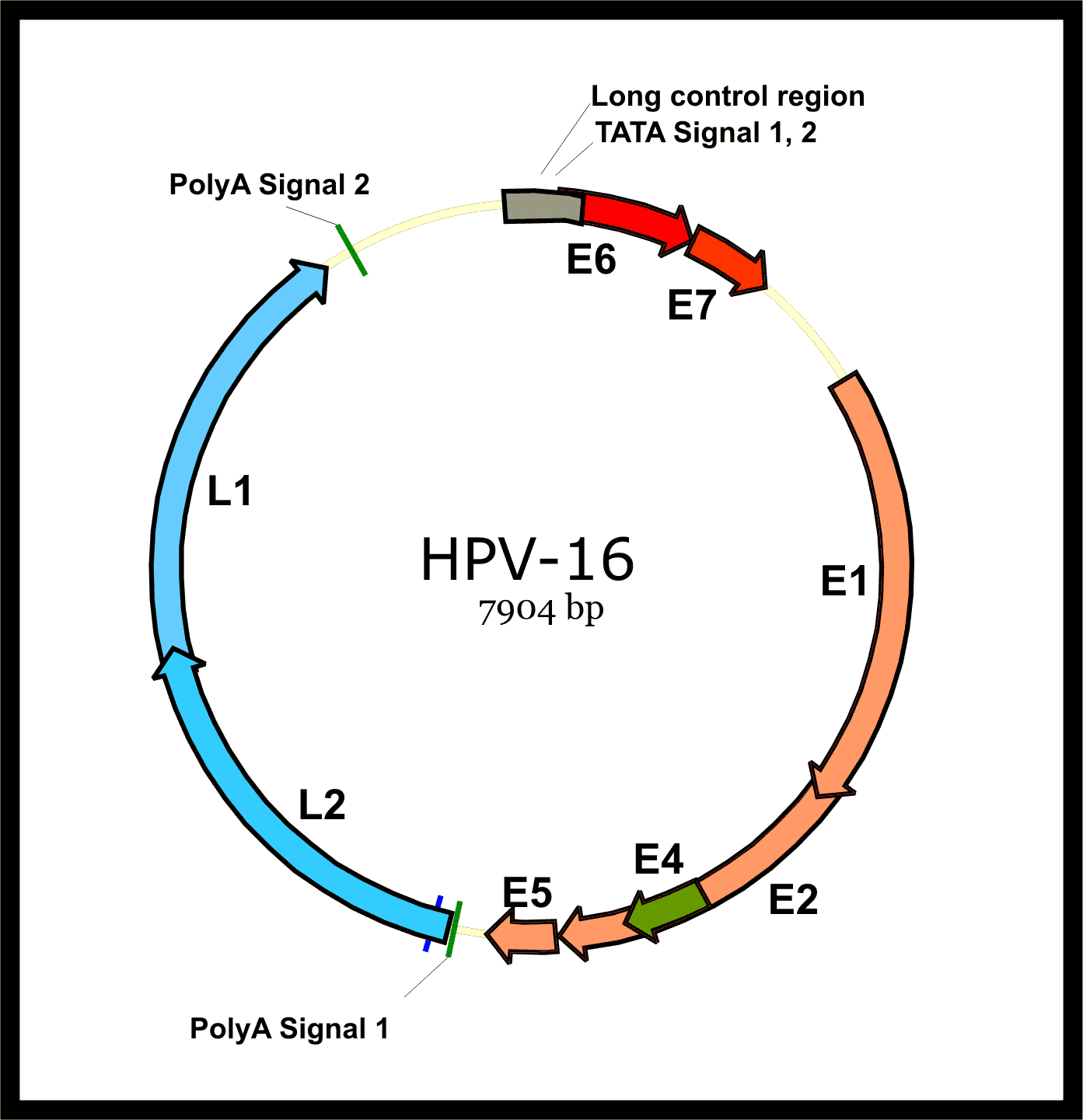 papillomavirus wat is dat