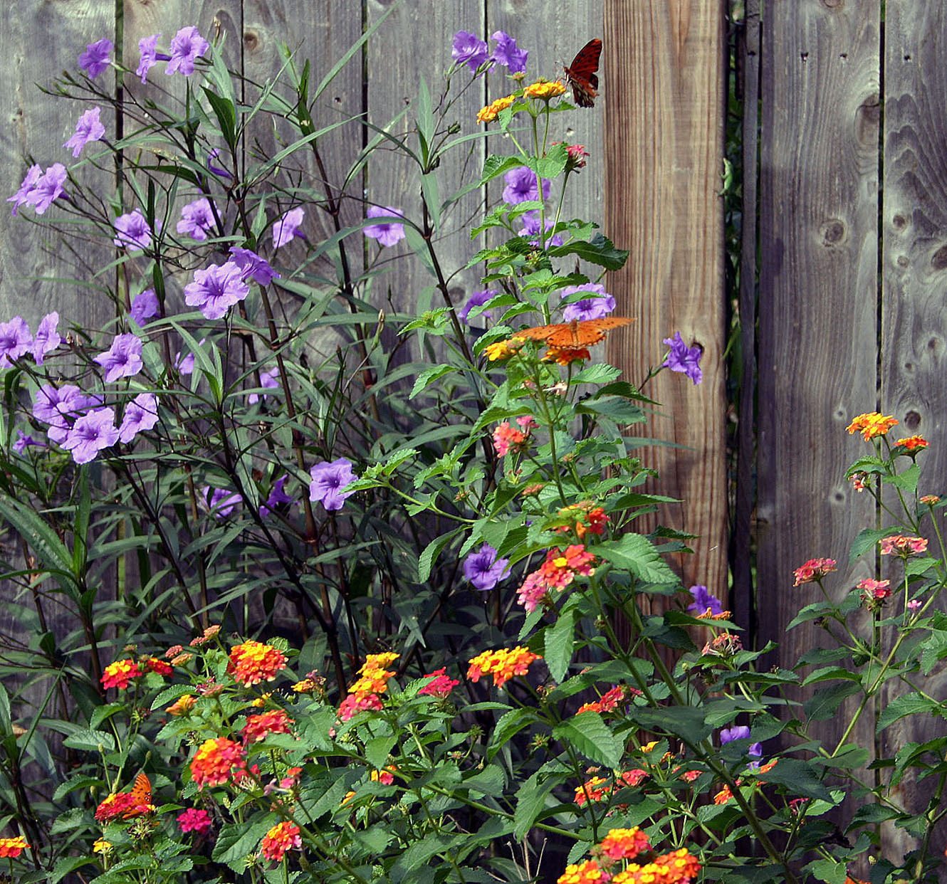 Southern Lagniappe Mexican Petunias