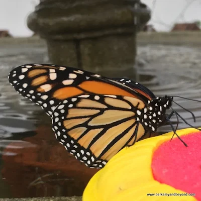 Monarch butterfly in Conservatory of Flowers in San Francisco, California