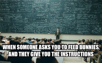 Rabbit Ramblings: Funny Bunny Thursday Meme