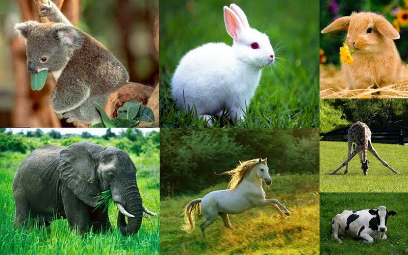 LOS ANIMALES ANIMALES SEGÚN SU ALIMENTACIÓN LOS ANIMALES ANIMALES SEGÚN SU ALIMENTACIÓN