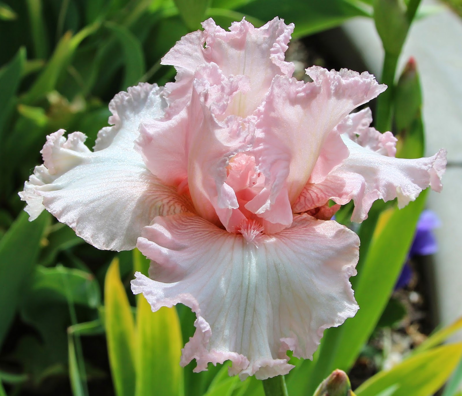 TALL BEARDED IRIS IN MY GARDEN TODAY - Sowing the Seeds