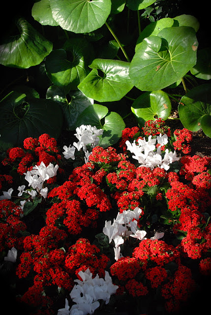 White Cyclamens and red Pentas in the East Conservatory