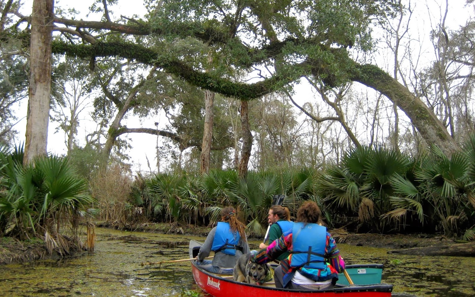 Living Rootless Louisiana Palmetto Island State Park Floating on the